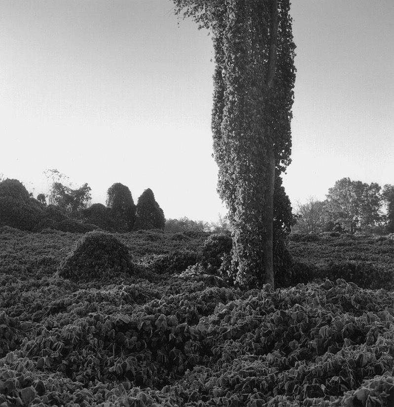 New Albany / Mississippi