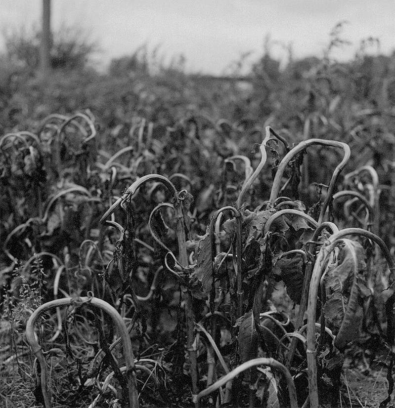 Red Cloud / Nebraska