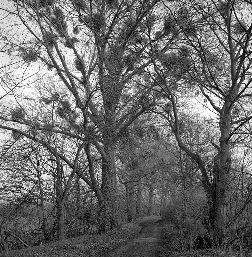 Altlandsberg 201604710 144 0,5 50.jpg