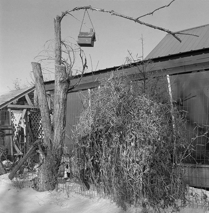 Limon 201801111.jpg